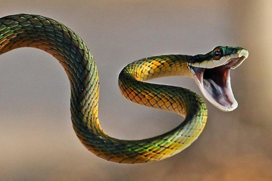Mộng thấy rắn cắn tốt hay xấu?